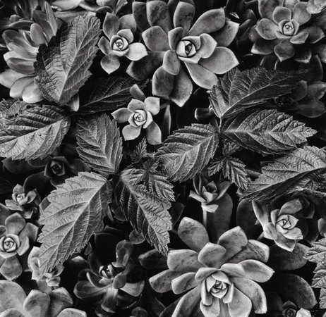 <b>Succulents & Berry Leaves</b></p>
Image #656</p>
Film capture and silver gelatin print.</p>
Available in 8x8 and 11x11 inch prints.</p>
