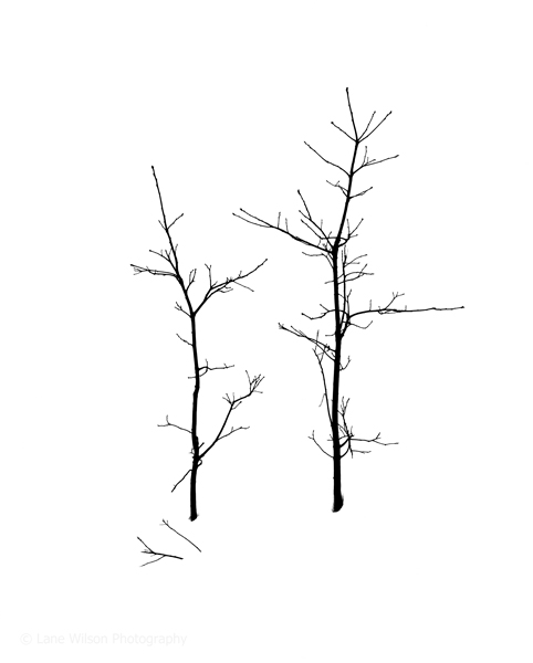 <b>Two Twigs</b></p>
Image #1892</p>
Film capture and silver gelatin print.</p>
Available in 3.5x4.5 and 8x10 inch prints.</p>
