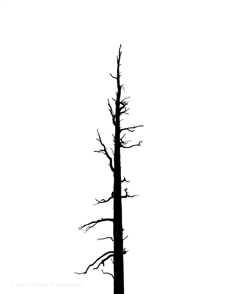 <b>Snag Silhouette</b></p>
Image #1928</p>
Film capture and silver gelatin print.</p>
Available in 3.5x4.5 and 8x10 inch prints.</p>
