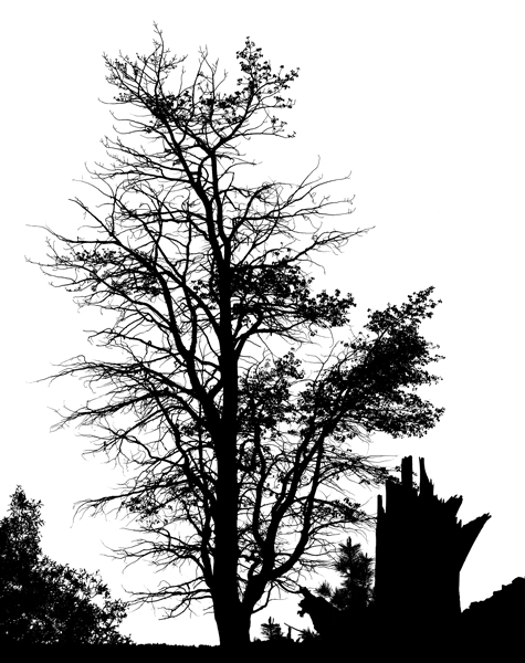 <b>Tree & Stump</b></p>
Image #1969</p>
Film capture and silver gelatin print.</p>
Available in 3.5x4.5 and 8x10 inch prints.</p>
