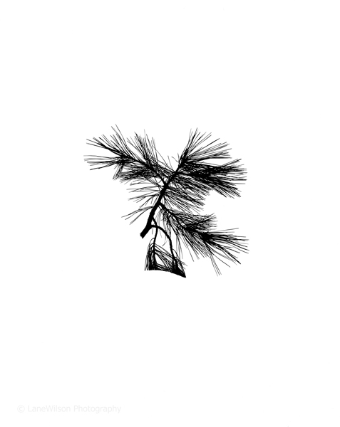 <b>Small Pine</b></p>
Image #1893</p>
Film capture and silver gelatin print.</p>
Available in 3.5x4.5 and 8x10 inch prints.</p>
