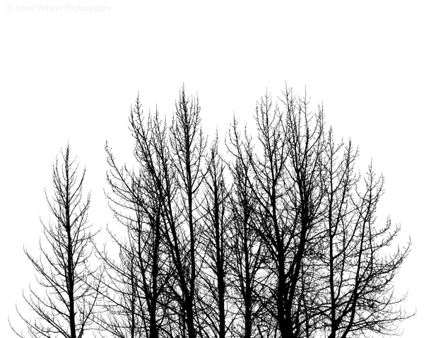 <b>Row of Aspens</b></p>
Image #1930</p>
Film capture and silver gelatin print.</p>
Available in 3.5x4.5 and 8x10 inch prints.</p>
