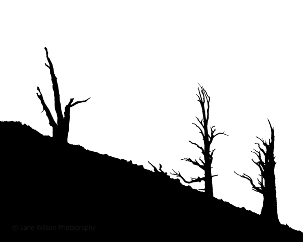 <b>Three Bristlecone Pines</b></p>
Image #2026</p>
Film capture and silver gelatin print.</p>
Available in 3.5x4.5 and 8x10 inch prints.</p>
