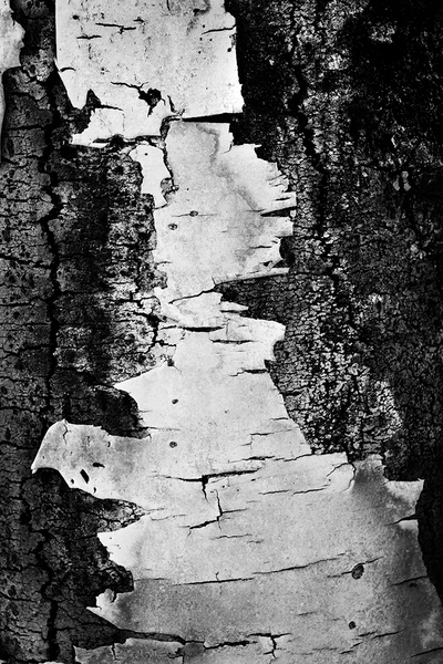 <b>Decay</b></p>
Image #D10533</p>