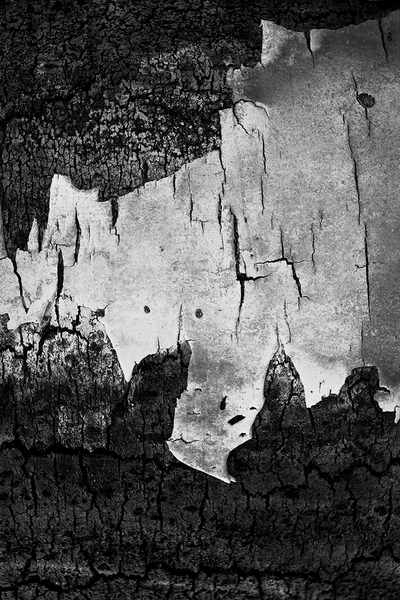 <b>Decay</b></p>
Image #D10536</p>
