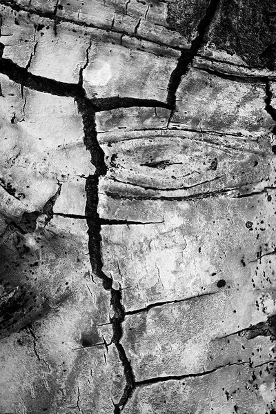 <b>Decay</b></p>
Image #D10537</p>