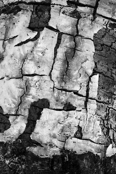 <b>Decay</b></p>
Image #D10540</p>