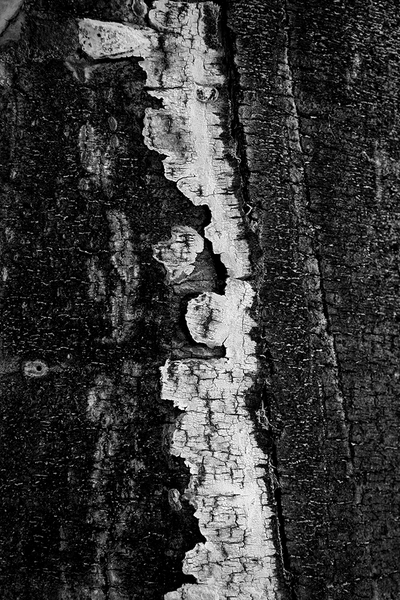 <b>Decay</b></p>
Image #D10547</p>