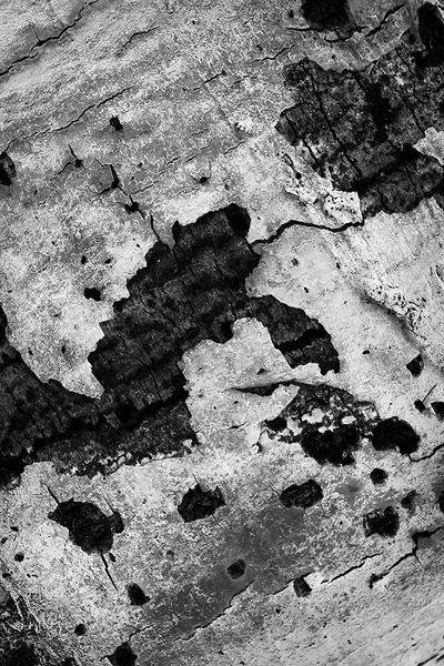 <b>Decay</b></p>
Image #D10554</p>