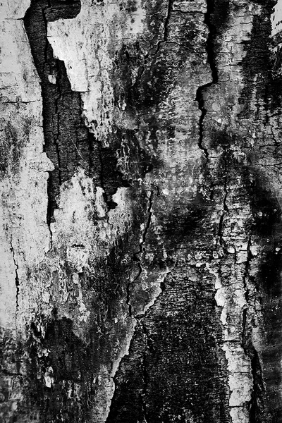 <b>Decay</b></p>
Image #D13330</p>