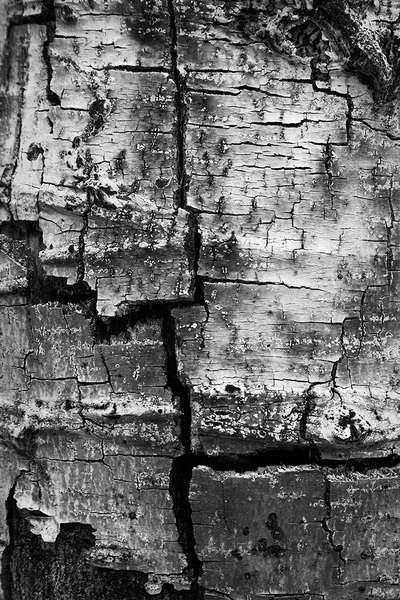 <b>Decay</b></p>
Image #D13336</p>