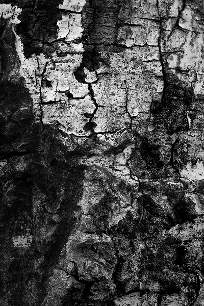 <b>Decay</b></p>
Image #D13343</p>