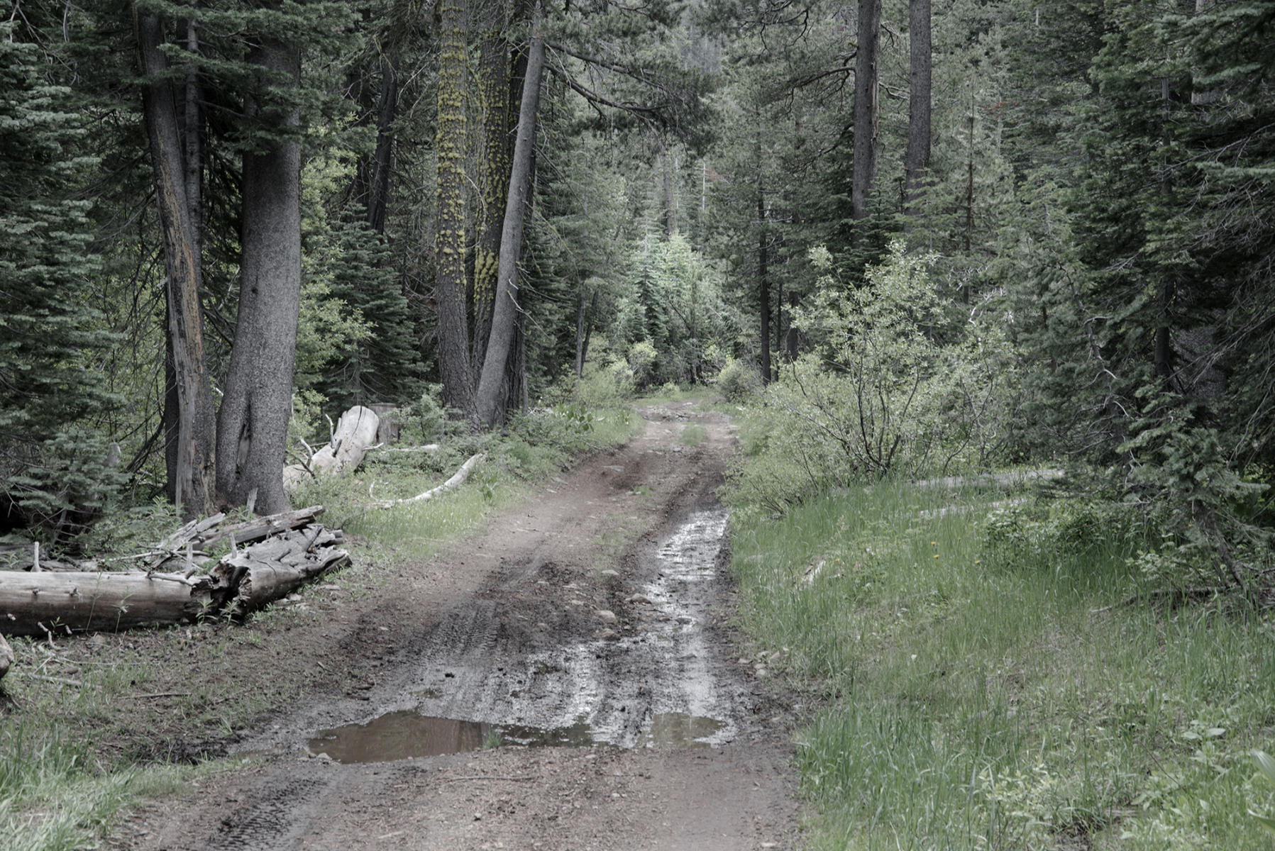 <b>A Walk In The Woods</b></p>
Image #D16045</p>