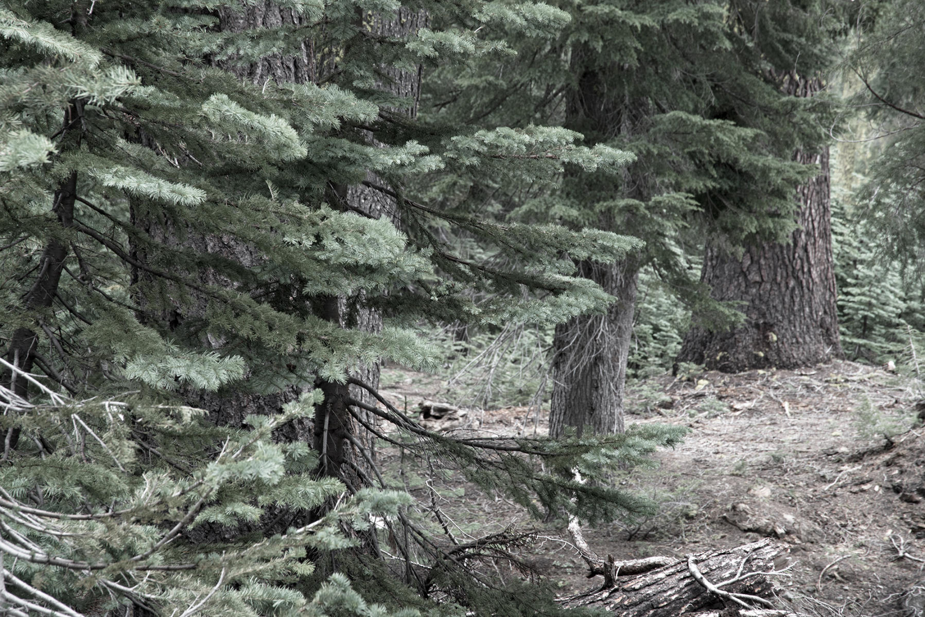 <b>A Walk In The Woods</b></p>
Image #D15937</p>