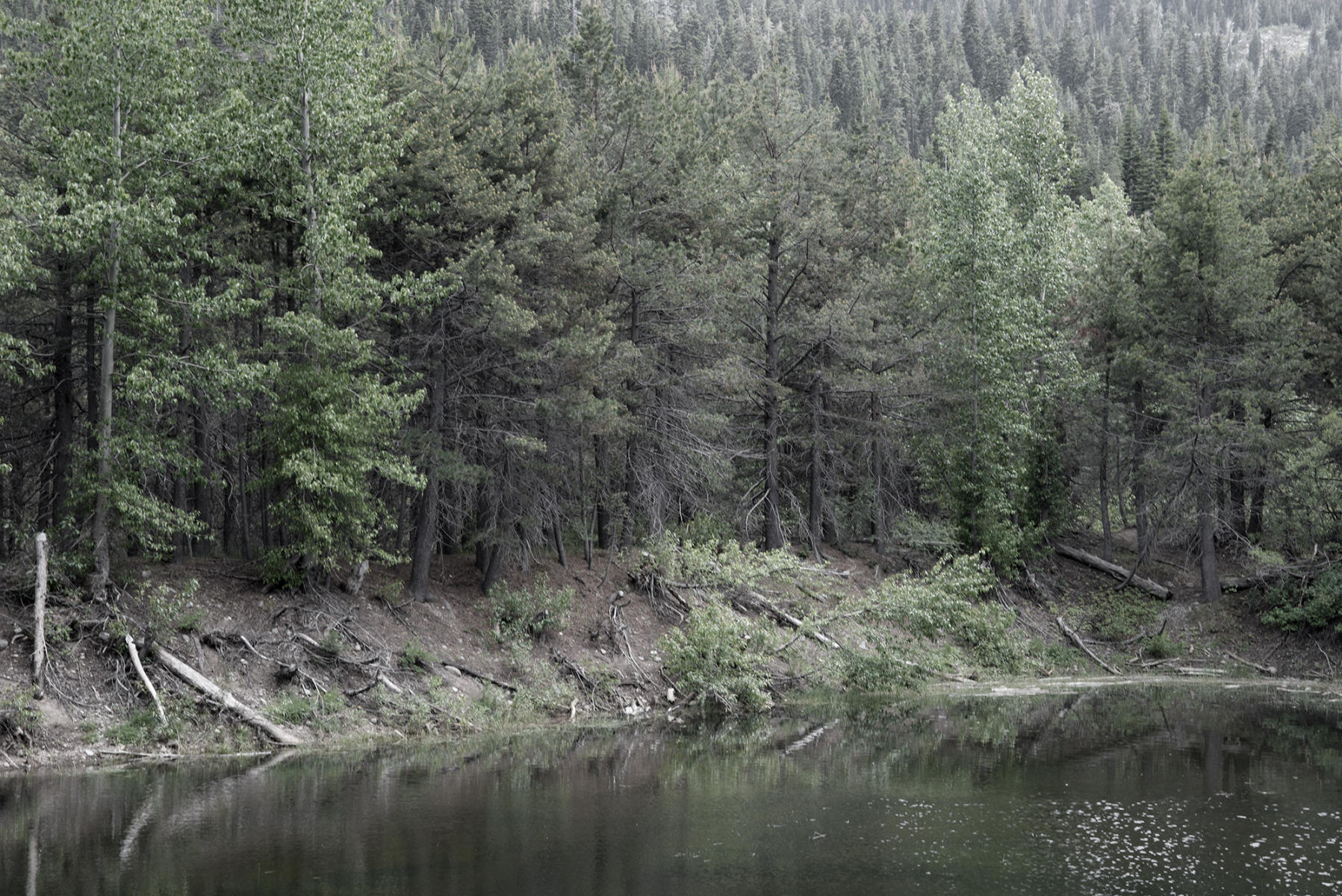 <b>A Walk In The Woods</b></p>
Image #D16003</p>